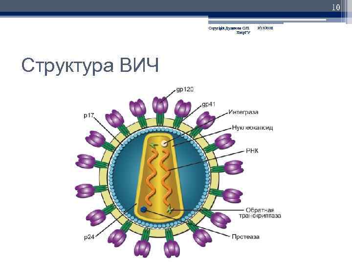 10 Copyright Дуданова О. П. Петр. ГУ Структура ВИЧ 2/17/2018 