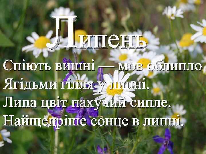 Липень Спіють вишні — мов облипло Ягідьми гілля у липні. Липа цвіт пахучий сипле.