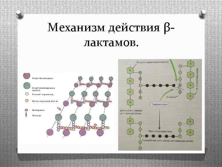 Механизм действия βлактамов. 