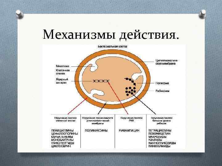 Механизмы действия. 