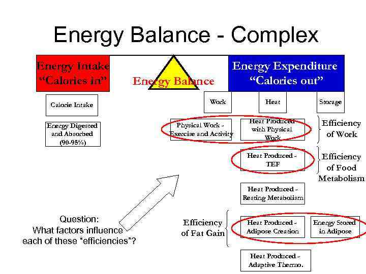 Energy Balance - Complex Energy Intake “Calories in” Energy Balance Calorie Intake Energy Expenditure