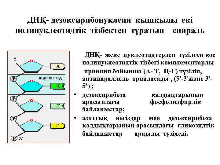 ДНҚ- дезоксирибонуклеин қышқылы екі полинуклеотидтік тізбектен тұратын спираль ДНҚ- жеке нуклеотидтерден түзілген қос полинуклеотидтік