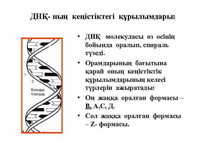 ДНҚ- ның кеңістіктегі құрылымдары: • ДНҚ молекуласы өз осінің бойында оралып, спираль түзеді. •