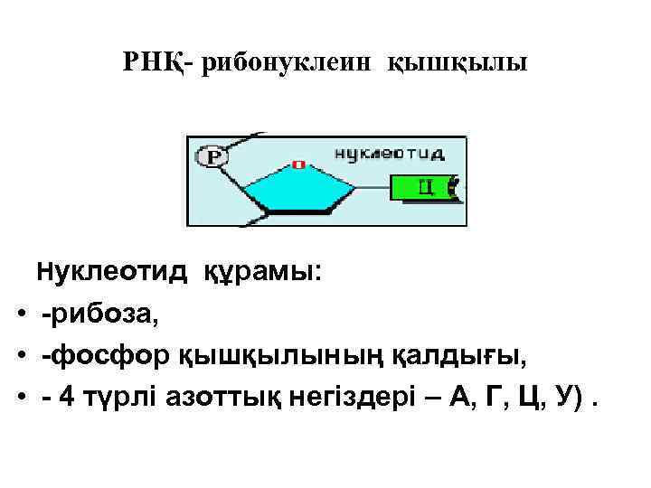 РНҚ- рибонуклеин қышқылы Нуклеотид құрамы: • -рибоза, • -фосфор қышқылының қалдығы, • - 4