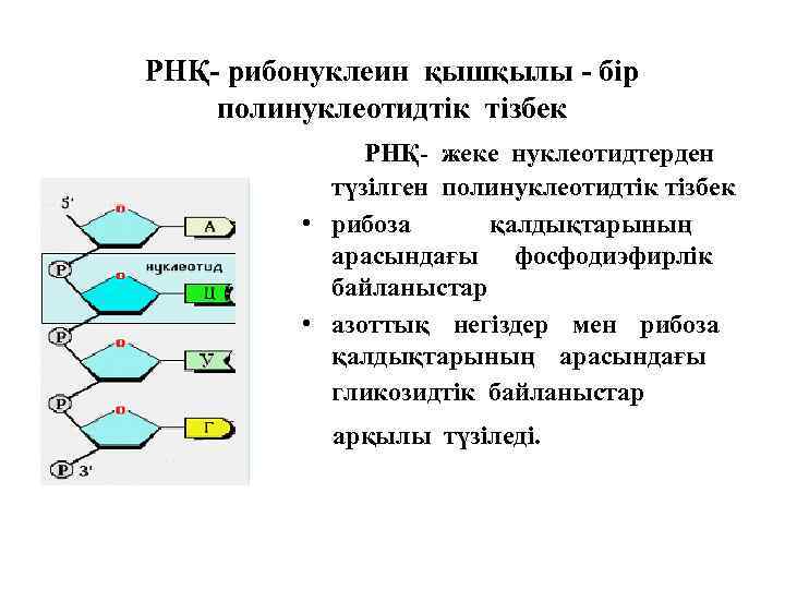 РНҚ- рибонуклеин қышқылы - бір полинуклеотидтік тізбек РНҚ- жеке нуклеотидтерден түзілген полинуклеотидтік тізбек •