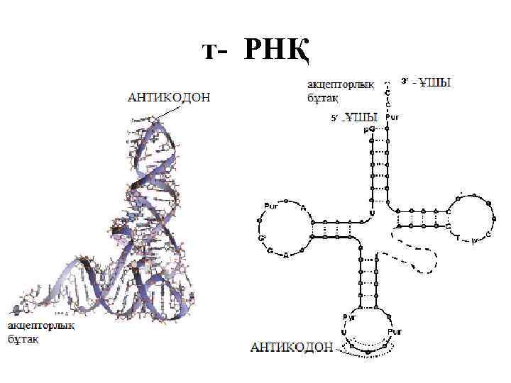 т- РНҚ 