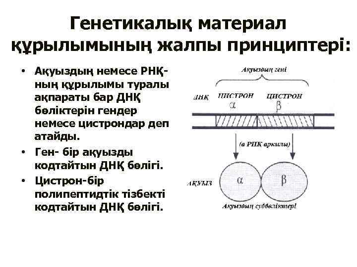 Генетикалық материал құрылымының жалпы принциптері: • Ақуыздың немесе РНҚның құрылымы туралы ақпараты бар ДНҚ