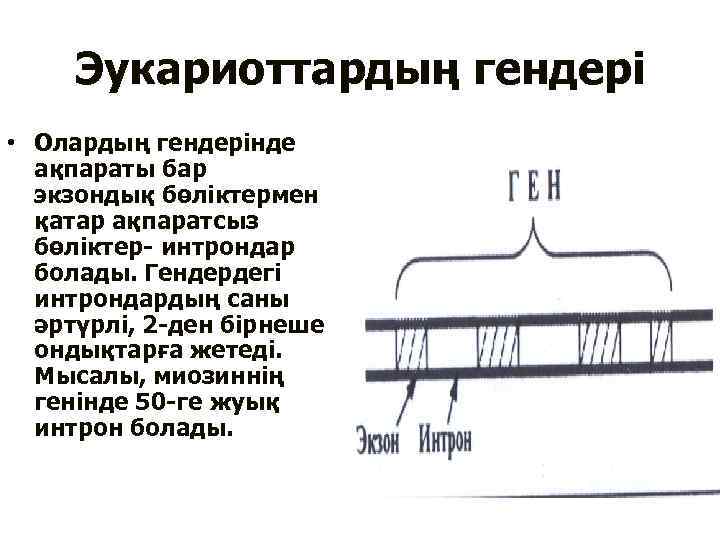 Эукариоттардың гендері • Олардың гендерінде ақпараты бар экзондық бөліктермен қатар ақпаратсыз бөліктер- интрондар болады.