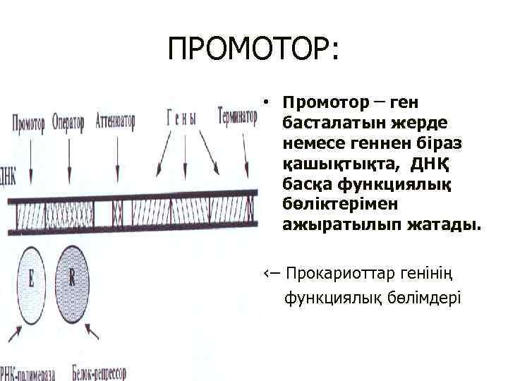 ПРОМОТОР: • Промотор ген басталатын жерде немесе геннен біраз қашықтықта, ДНҚ басқа функциялық бөліктерімен