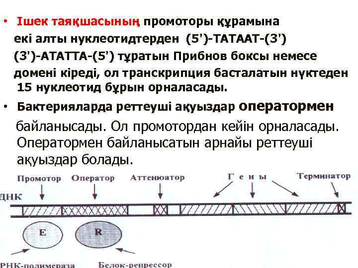  • Ішек таяқшасының промоторы құрамына екі алты нуклеотидтерден (5')-ТАТААТ-(3')-АТАТТА-(5') тұратын Прибнов боксы немесе