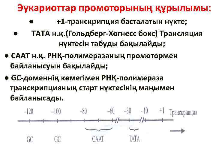 Эукариоттар промоторының құрылымы: ● +1 -транскрипция басталатын нүкте; ● ТАТА н. қ. (Гольдберг-Хогнесс бокс)