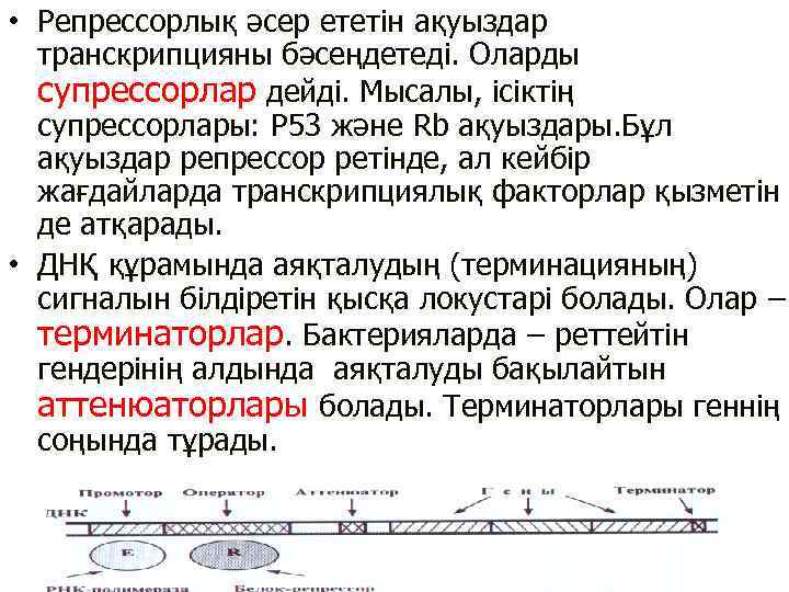  • Репрессорлық әсер ететін ақуыздар транскрипцияны бәсеңдетеді. Оларды супрессорлар дейді. Мысалы, ісіктің супрессорлары: