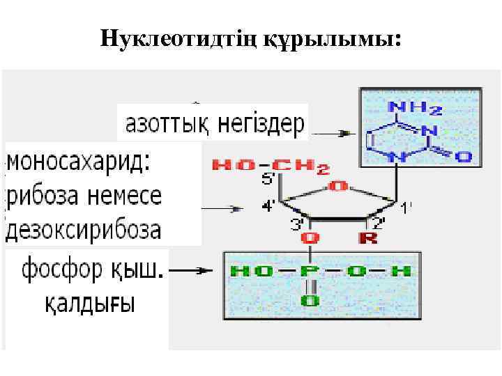 Нуклеотидтің құрылымы: 