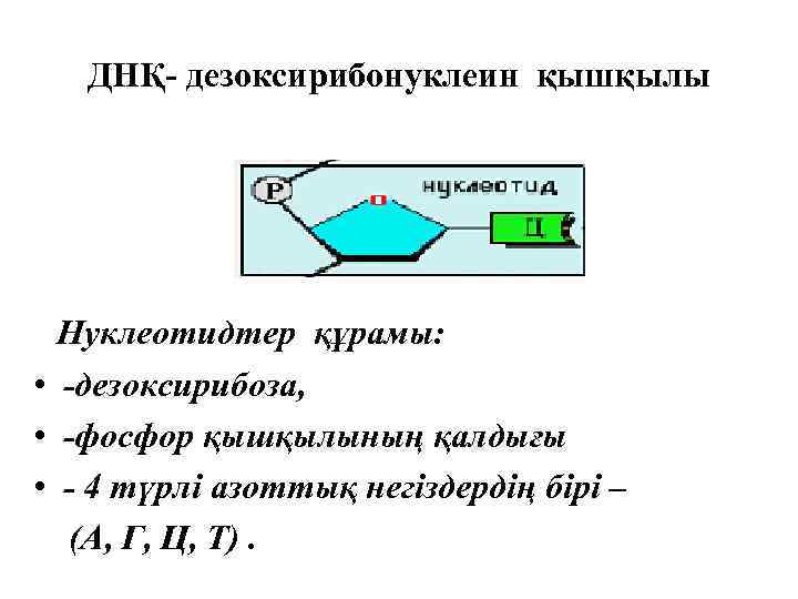 ДНҚ- дезоксирибонуклеин қышқылы Нуклеотидтер құрамы: • -дезоксирибоза, • -фосфор қышқылының қалдығы • - 4