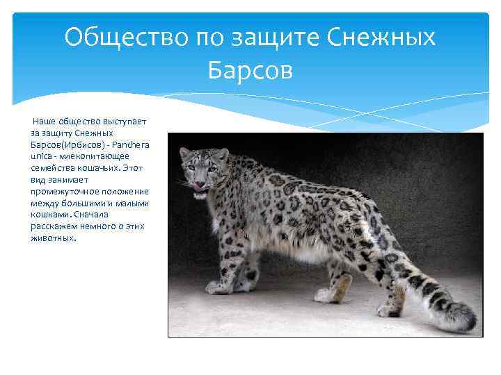 Общество по защите Снежных Барсов Наше общество выступает за защиту Снежных Барсов(Ирбисов) - Panthera
