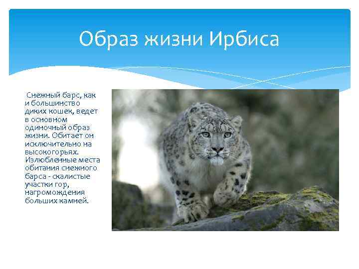 Образ жизни Ирбиса Снежный барс, как и большинство диких кошек, ведет в основном одиночный