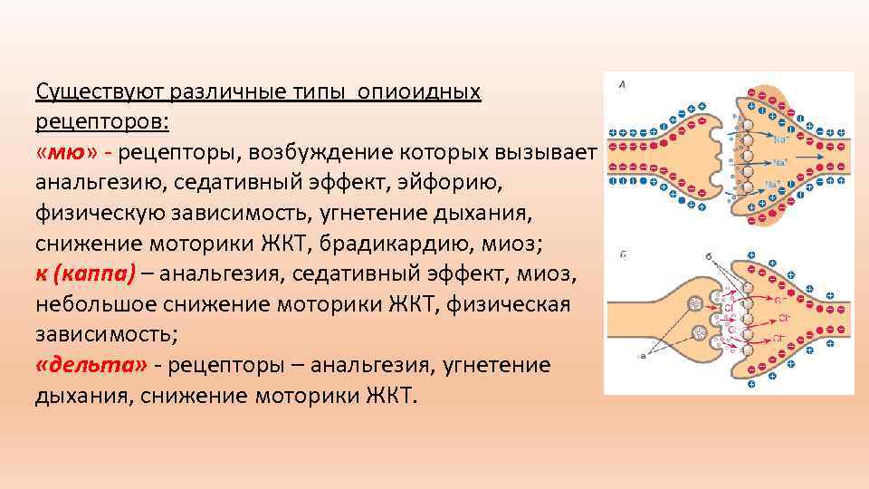 Существуют различные типы опиоидных рецепторов: «мю» рецепторы, возбуждение которых вызывает анальгезию, седативный эффект, эйфорию,