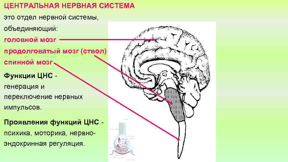 ЦЕНТРАЛЬНАЯ НЕРВНАЯ СИСТЕМА это отдел нервной системы, объединяющий: головной мозг продолговатый мозг (ствол) спинной