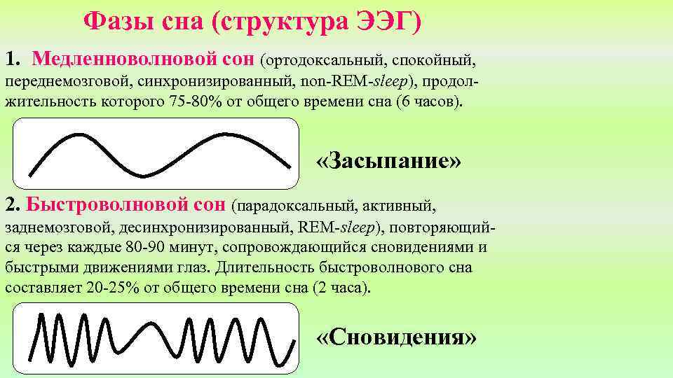 Фазы сна (структура ЭЭГ) 1. Медленноволновой сон (ортодоксальный, спокойный, переднемозговой, синхронизированный, non-REM-sleep), продолжительность которого