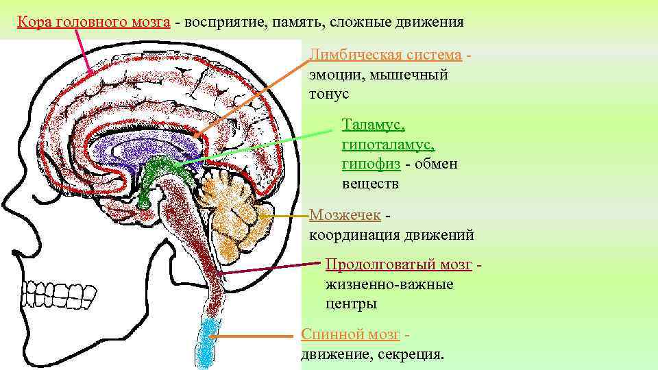 Кора головного мозга - восприятие, память, сложные движения Лимбическая система эмоции, мышечный тонус Таламус,