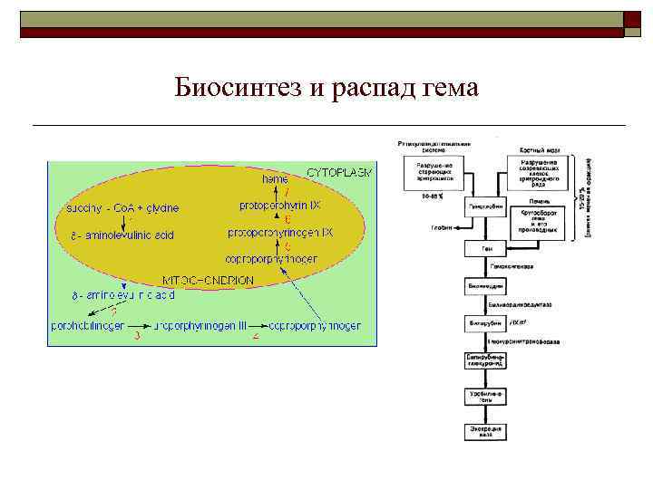 Биосинтез и распад гема 