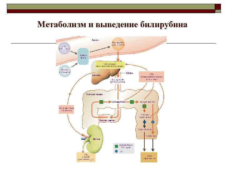 Метаболизм и выведение билирубина 