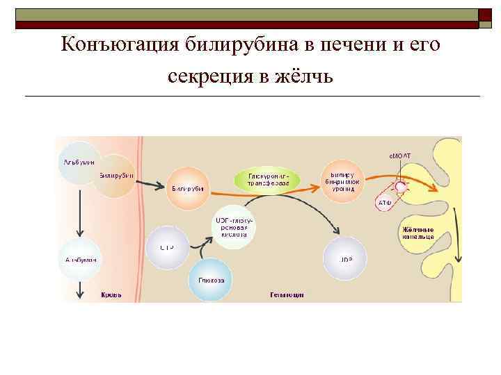 Конъюгация билирубина в печени и его секреция в жёлчь 