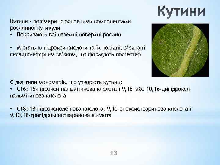 Кутини – полімери, є основними компонентами рослинної кутикули • Покривають всі наземні поверхні рослин