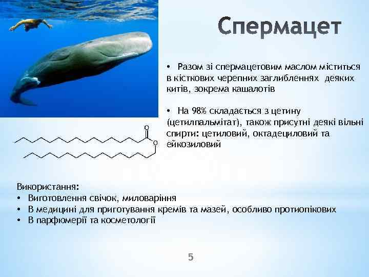  • Разом зі спермацетовим маслом міститься в кісткових черепних заглибленнях деяких китів, зокрема