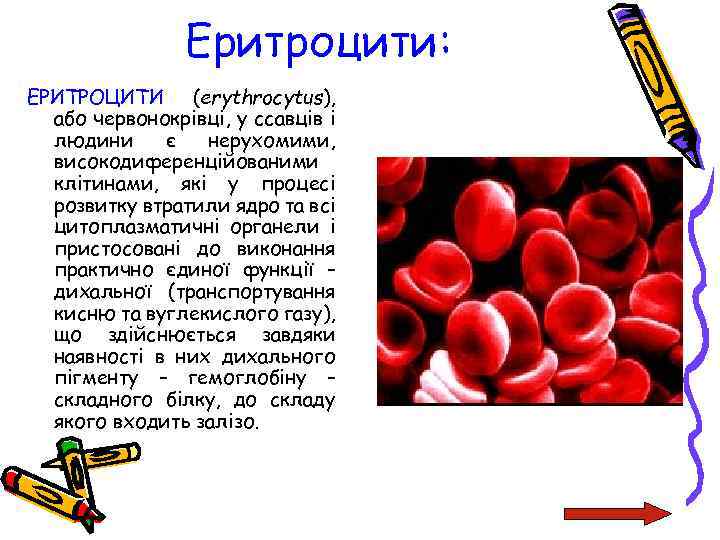 Еритроцити: ЕРИТРОЦИТИ (erythrocytus), або червонокрівці, у ссавців і людини є нерухомими, високодиференційованими клітинами, які