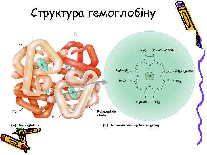 Структура гемоглобіну 
