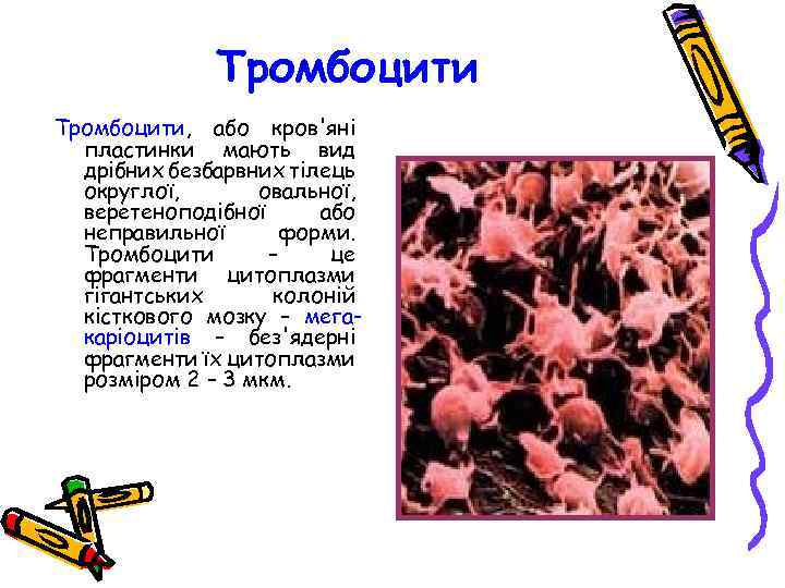 Тромбоцити, або кров'яні пластинки мають вид дрібних безбарвних тілець округлої, овальної, веретеноподібної або неправильної