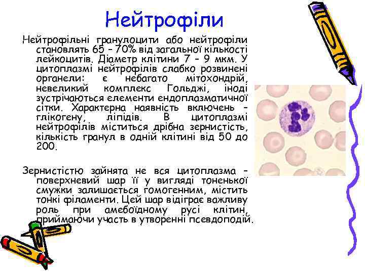 Нейтрофіли Нейтрофільні гранулоцити або нейтрофіли становлять 65 – 70% від загальної кількості лейкоцитів. Діаметр
