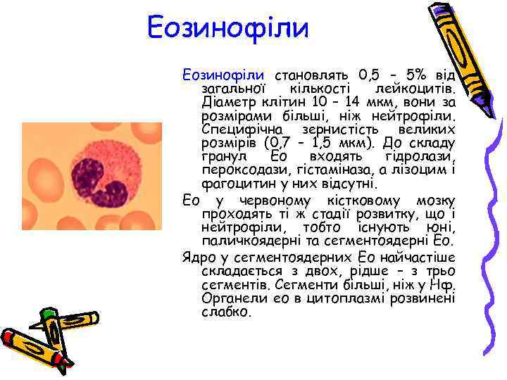 Еозинофіли становлять 0, 5 – 5% від загальної кількості лейкоцитів. Діаметр клітин 10 –