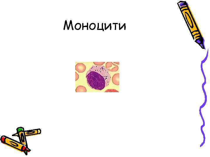 Моноцити 