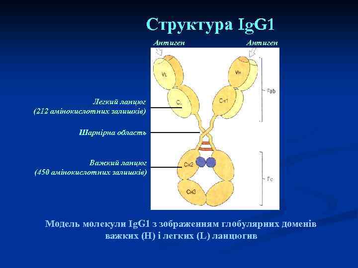 Структура Ig. G 1 Антиген Легкий ланцюг (212 амінокислотних залишків) Шарнірна область Важкий ланцюг