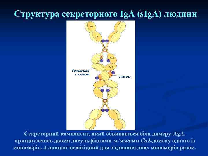 Структура секреторного Ig. А (s. Ig. A) людини Секреторний компонент J-ланцюг Секреторний компонент, який