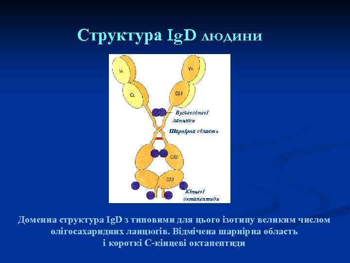 Структура Ig. D людини Вуглеводневі ланцюги Шарнірна область Кінцеві октапептиди Доменна структура Ig. D