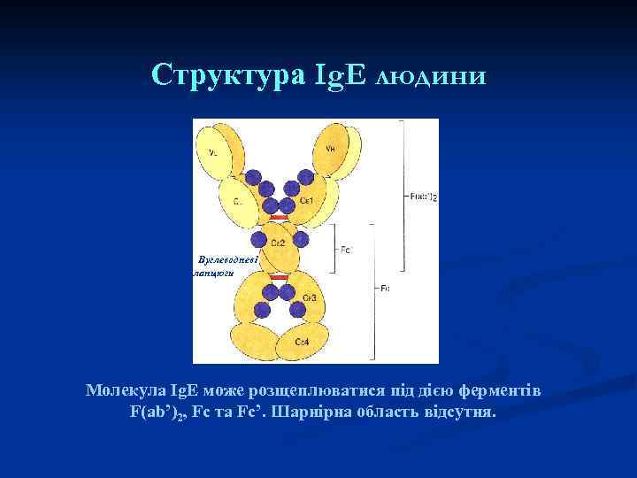 Структура Ig. Е людини Вуглеводневі ланцюги Молекула Ig. Е може розщеплюватися під дією ферментів