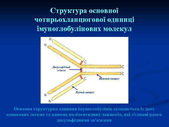 Структура основної чотирьохланцюгової одиниці імуноглобулінових молекул Дисульфідний зв’язок Важкий ланцюг Легкий ланцюг Основна структурна