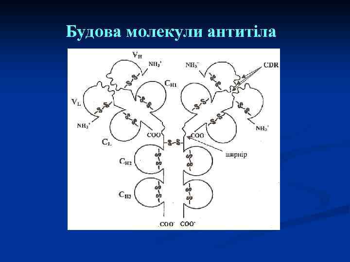 Будова молекули антитіла 