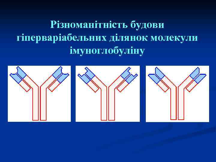 Різноманітність будови гіперваріабельних ділянок молекули імуноглобуліну 