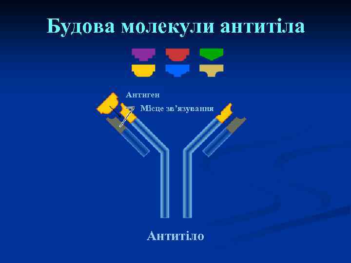 Будова молекули антитіла Антиген Місце зв’язування Антитіло 