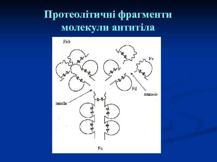 Протеолітичні фрагменти молекули антитіла 