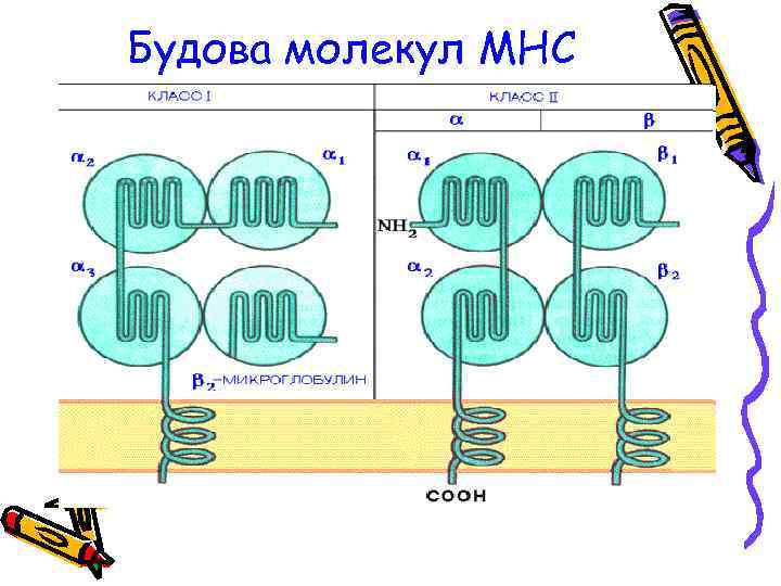 Будова молекул МНС 