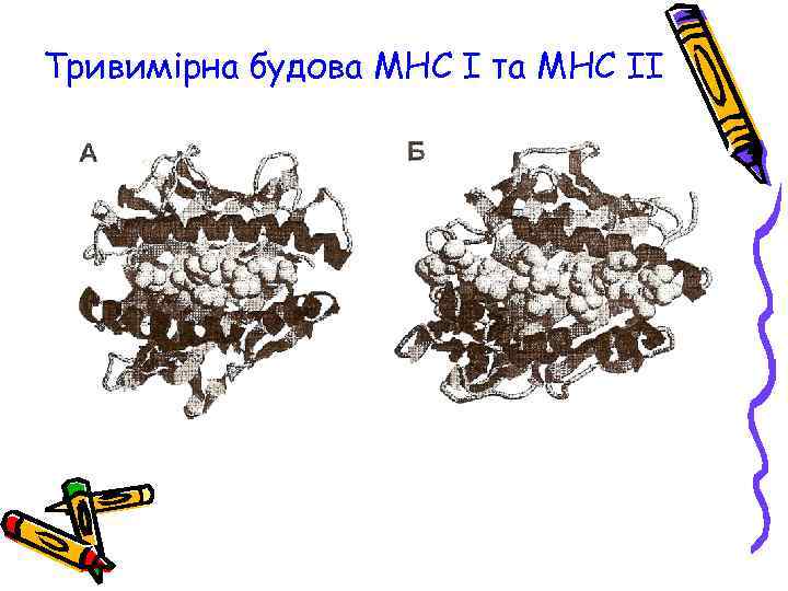 Тривимірна будова МНС І та МНС ІІ 