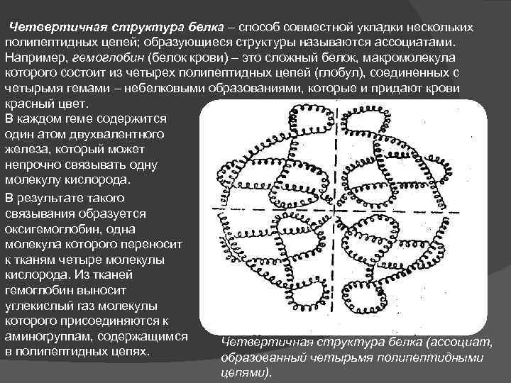 Цепь образована. Формирование пространственной структуры белковой макромолекулы. Ассоциаты, совместная укладка нескольких полипептидных цепей. Четвертичная структура образована. Образование ассоциатов макромолекул.