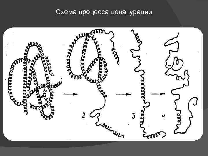 Схема денатурации белка