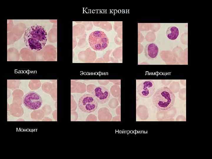 Клетки крови Базофил Моноцит Эозинофил Лимфоцит Нейтрофилы 