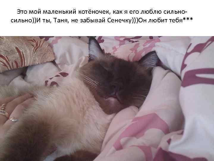 Это мой маленький котёночек, как я его люблю сильно))И ты, Таня, не забывай Сенечку)))Он